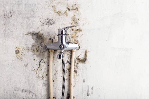 Best Attic Mold Removal  in Tuba City, AZ