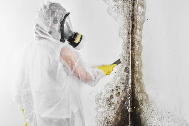 Attic Mold Removal in Tuba City, AZ