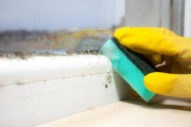 Mold Removal and Inspection in Tuba City, AZ